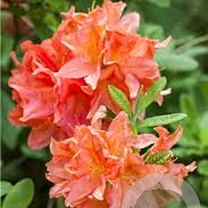 Rhododendron (AM) 'Von Gneist' 50-60 cm 5,0L