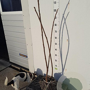 Rhus typhina 'Dissecta' 80-100 cm met kluit 2 tak