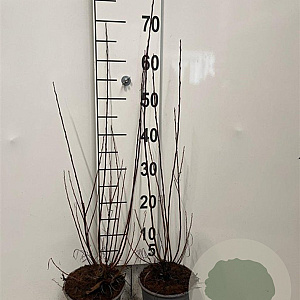 Salix elaeagnos 'Angustifolia' 60-80 cm 2,0L