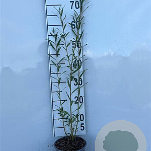 Salix triandra 40-60 cm 2,0L