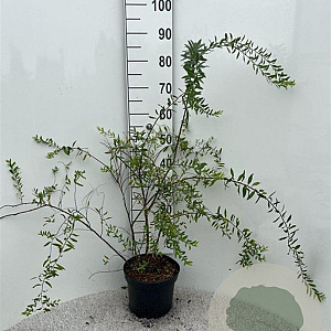 Spiraea cinerea 'Grefsheim' 100-125 cm 5,0L