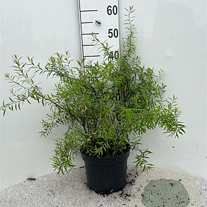 Spiraea thunbergii 40-60 cm 5,0L