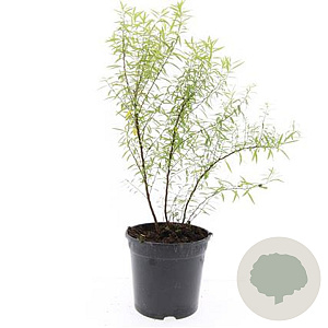 Spiraea thunbergii GM C1.3