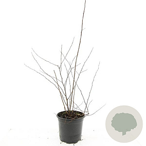 Spiraea vanhouttei GM C1.3