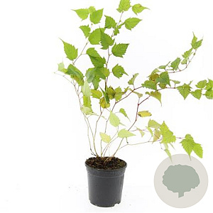 Stephanandra tanakae GM C1.3