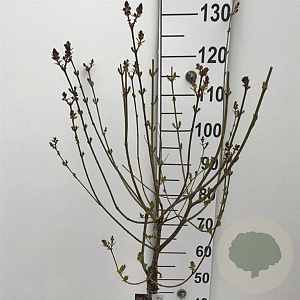 Syringa Dark Purple 60 cm stam 5,0L