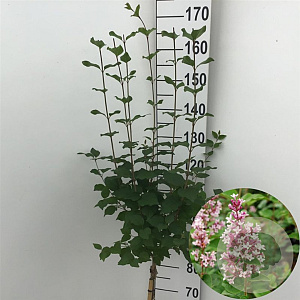 Syringa 'Josée' 90 cm stam 7,5L