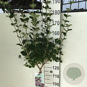 Syringa meyeri 'Palibin' 120 cm stam 7,5L