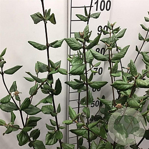 Viburnum burkwoodii 80-100 cm 12L