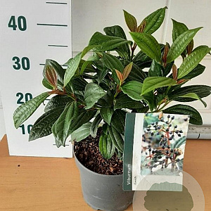 Viburnum davidii GM C3