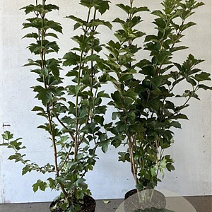 Viburnum opulus 100-125 cm 7,5L solitair