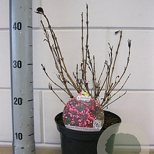 Weigela florida 'Alexandra' GM C3