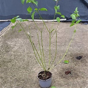 Cornus sanguinea 60-80 cm 2,0L