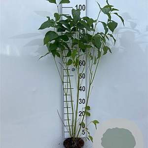 Cornus sericea 'Flaviramea' 60-80 cm 2,0L