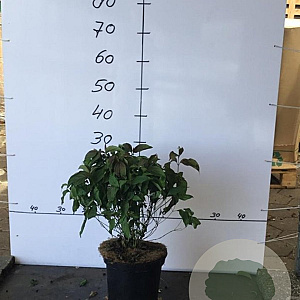 Cornus sericea 'Kelseyi' 30-40 cm 5,0L