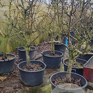Pyrus c. 'Conference' 18-20 cm cont. 65L