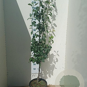 Pyrus c. 'Conference' halfstam 15L