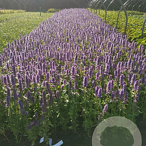 Agastache 'Blue Fortune' GM P9