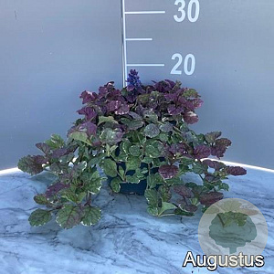 Ajuga reptans 'Burgundy Glow' GM 2,0L