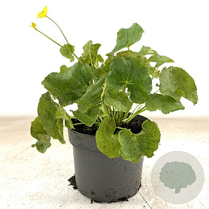 Caltha palustris GM 2,0L