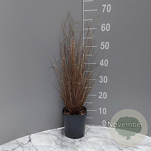 Carex buchananii GM 2,0L