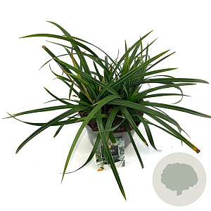 Carex morrowii 'Irish Green' GM 2,0L