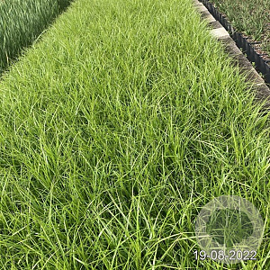Carex muskingumensis GM 2,0L