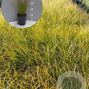 Carex testacea 'Prairie Fire' GM 2,0L