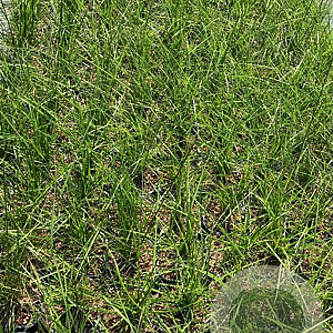 Deschampsia cesp. 'Goldtau' GM 2,0L