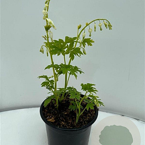 Dicentra spectabilis 'Alba' GM 2,0L
