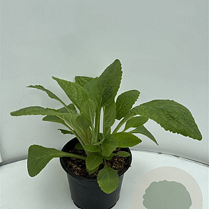 Digitalis purpurea GM 2,0L