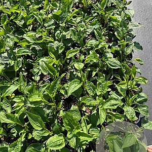 Echinacea purpurea GM 2,0L