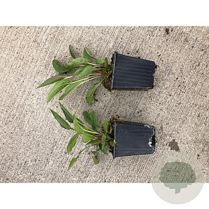 Echinacea purpurea GM P9