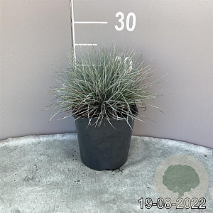 Festuca glauca 'Elijah Blue' GM 2,0L