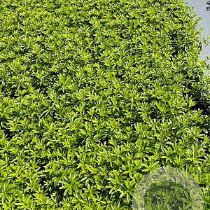 Galium odoratum GM 2,0L