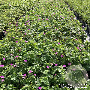 Geranium sanguineum GM 2,0L
