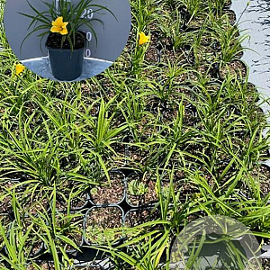 Hemerocallis 'Stella de Oro' GM 2,0L