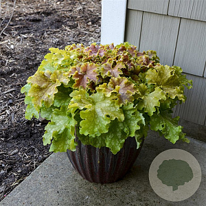 Heuchera 'Apple Twist' GM 2,0L