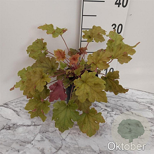 Heuchera 'Marmalade' GM 2,0L