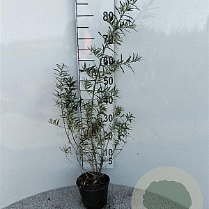 Hippophae rhamnoides 40-50 cm 2,0L