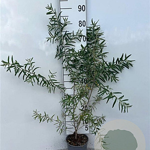 Hippophae rhamnoides 60-80 cm 2,0L