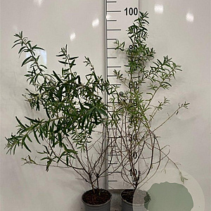 Hippophae rhamnoides 60-80 cm 2,0L