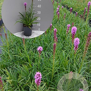 Liatris spicata 'Kobold' GM 2,0L