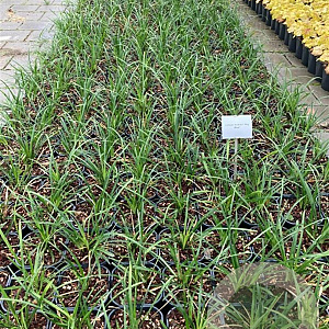 Liriope muscari 'Big Blue' GM 2,0L