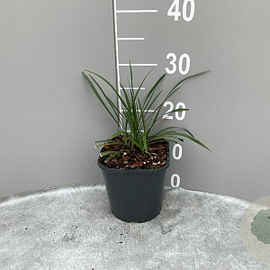 Liriope muscari 'Ingwersen' GM 2,0L