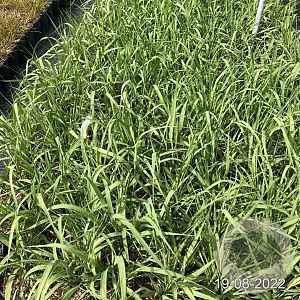 Molinia arundinacea GM 2,0L