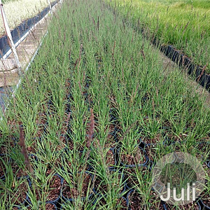 Molinia caerulea 'Edith Dudszus' GM 2,0L