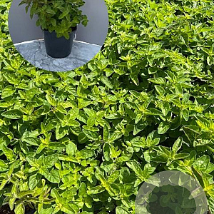 Origanum vulgare GM 2,0L
