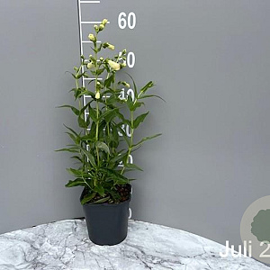 Penstemon 'White Bedder' GM 2,0L