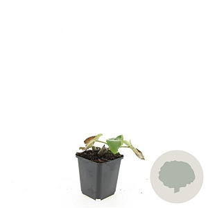 Phlomis russeliana GM P9